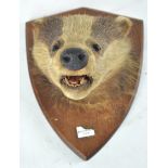 Taxidermy : A badger head (meles meles), mounted on a panel marked (?) Heathayne 13.9.