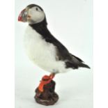 Taxidermy : A puffin (fratercula arctica), on a naturalistic rock base,