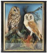 Taxidermy : A Tawny owl (strix aluco) and a Barn owl (tyto alba),