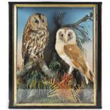 Taxidermy : A Tawny owl (strix aluco) and a Barn owl (tyto alba),