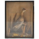 Taxidermy : A water bird, on a naturalistic base with grasses, in a glazed case,