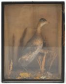 Taxidermy : A water bird, on a naturalistic base with grasses, in a glazed case,