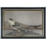 Taxidermy : A little tern (sternula albifrons), on a naturalistic beach scene, in a glazed case,