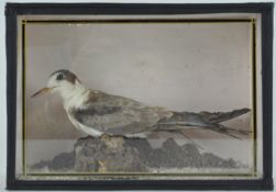 Taxidermy : A little tern (sternula albifrons), on a naturalistic beach scene, in a glazed case,