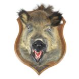 Taxidermy : A boar head (susscrofa), mounted on a panel marked Pierrefitte sue Sauldre L G,