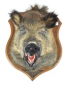 Taxidermy : A boar head (susscrofa), mounted on a panel marked Pierrefitte sue Sauldre L G,