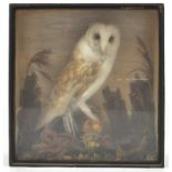 Taxidermy : A barn owl (tyto alba), on a naturalistic base with grasses, in a glazed case,