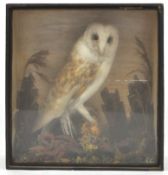 Taxidermy : A barn owl (tyto alba), on a naturalistic base with grasses, in a glazed case,