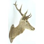 Taxidermy : A Stag's head, mounted on an oak board,