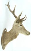 Taxidermy : A Stag's head, mounted on an oak board,