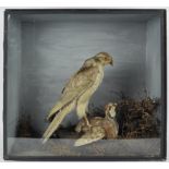 Taxidermy : A goshawk (accipter gentilis), on a plover (charadiinae),