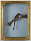 Taxidermy : A long tailed tit (aegithalos caudatus),l in a gilt frame, 25.