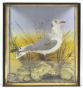 Taxidermy : A seagull (larus argentatus), on a naturalistic base with grasses, in a glazed case,