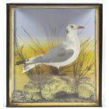 Taxidermy : A seagull (larus argentatus), on a naturalistic base with grasses, in a glazed case,