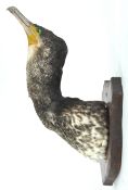 Taxidermy : A cormorant (phalacrocorax carbo) head on block,