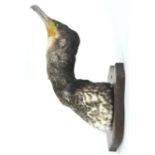 Taxidermy : A cormorant (phalacrocorax carbo) head on block,