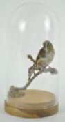 Taxidermy : A goldcrest (regulus regulus), under a glass dome,