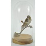 Taxidermy : A goldcrest (regulus regulus), under a glass dome,