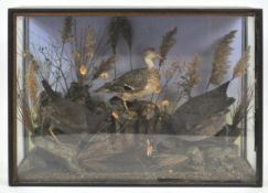 Taxidermy : A group of water birds, to include duck (anas platyrhynchos),