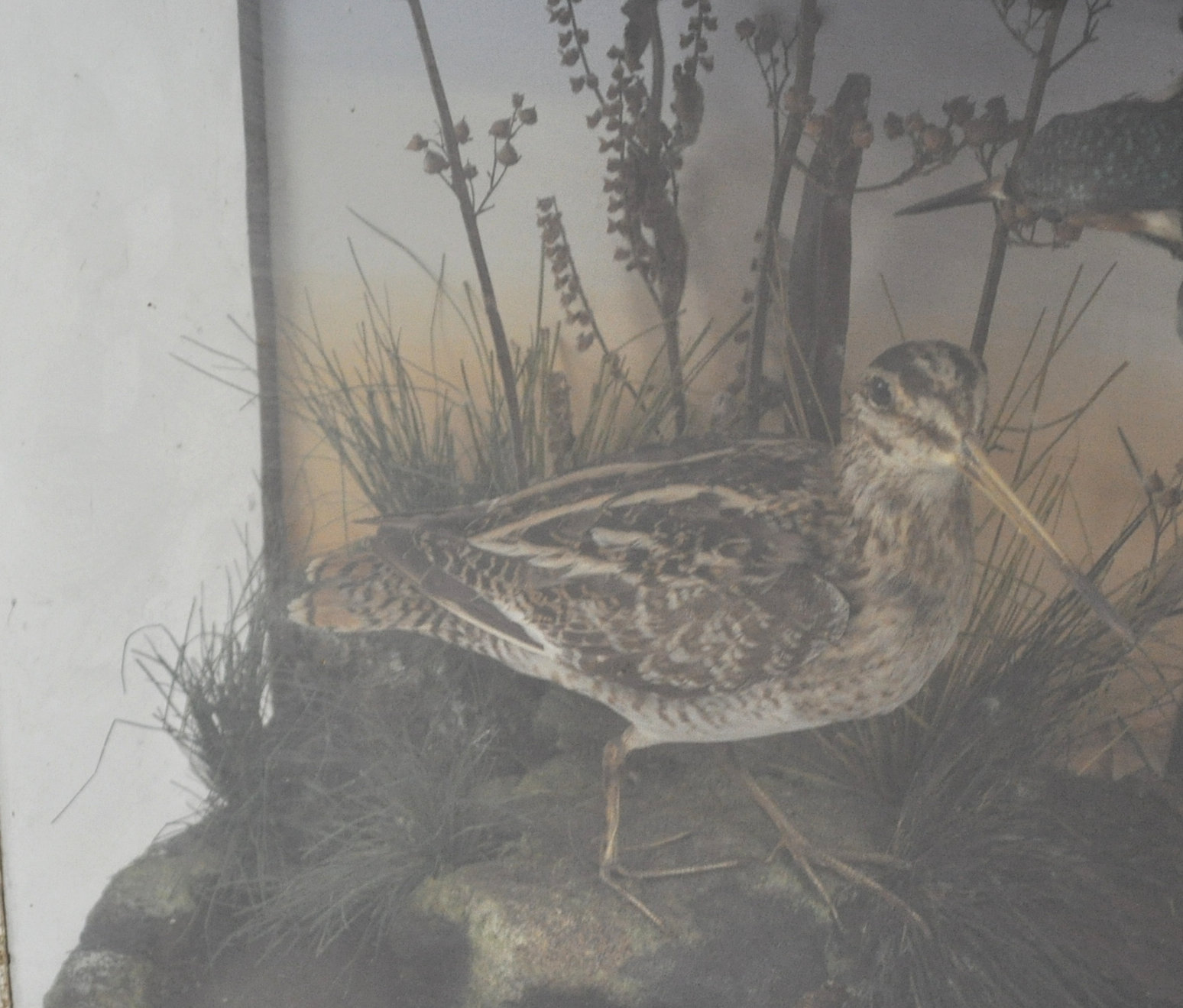 Taxidermy : A group of water birds, - Image 3 of 3