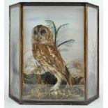 Taxidermy : A tawny owl (strix aluco),