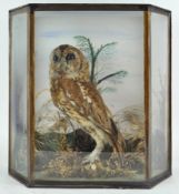 Taxidermy : A tawny owl (strix aluco),