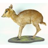 Taxidermy : A Muntjac deer (muntiacini),