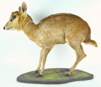 Taxidermy : A Muntjac deer (muntiacini),