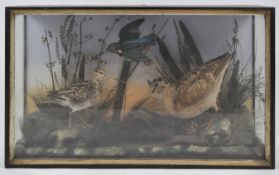 Taxidermy : A group of water birds,