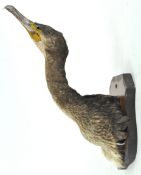 Taxidermy : A cormorant (phalacrocorax carbo) head on a block,