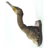 Taxidermy : A cormorant (phalacrocorax carbo) head on a block,