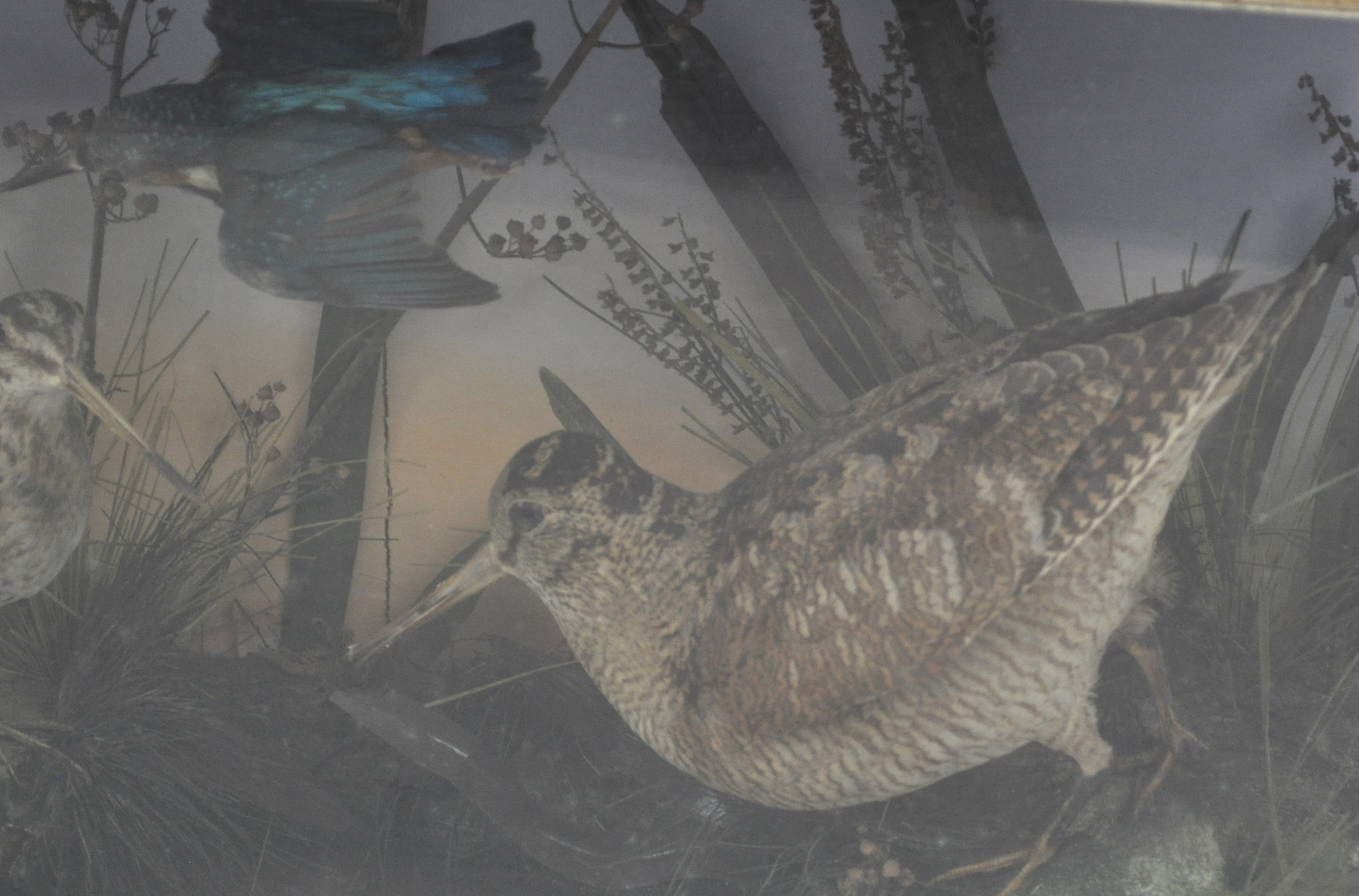 Taxidermy : A group of water birds, - Image 2 of 3