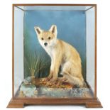 Taxidermy : A fox cub (vulpes), sat on a naturalistic rock scene with grass, in a glazed case,