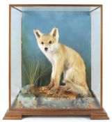 Taxidermy : A fox cub (vulpes), sat on a naturalistic rock scene with grass, in a glazed case,