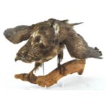 Taxidermy : A buzzard (buteo buteo), mounted on a branch,