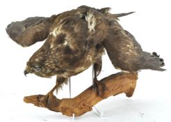 Taxidermy : A buzzard (buteo buteo), mounted on a branch,