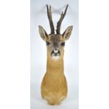 A deer head