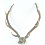 A pair of antlers, overall 63.