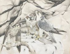 Andrew Ellis, born 1971, 'Lanner Falcons', gouache, signed and dated 87 lower right,