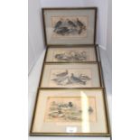 A set of four prints of birds