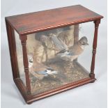 A taxidermy of three Jays in fitted case, 52cm high x 55.