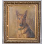 Early 20th century British School, portrait of a German Shepherd wearing a blue collar,