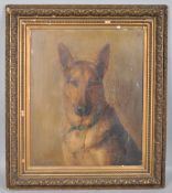 Early 20th century British School, portrait of a German Shepherd wearing a blue collar,