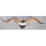 A pair of buffalo horns, on plinth,