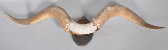 A pair of buffalo horns, on plinth,