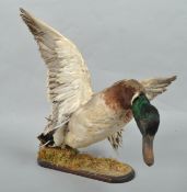 A taxidermy of a duck, wings outstretched, on base, height 48cm, width 45cm