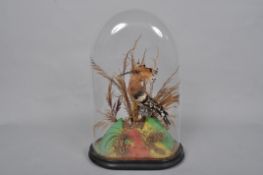 A taxidermy specimen of a Hoopoe, in a naturalistic setting under glass dome The dome 47 cm.