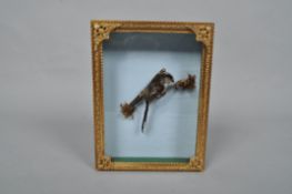 A cased taxidermy specimen of a long tailed tit,