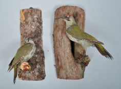 Taxidermy. A pair of green woodpeckers (picus viridus), male and female, mounted on tree trunks.