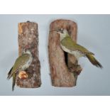 Taxidermy. A pair of green woodpeckers (picus viridus), male and female, mounted on tree trunks.